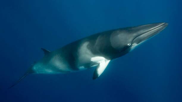 Dwarf minke whale. Picture file