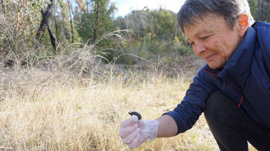Predator poo will be analysed in the search for DNA of the long-footed potoroo in the South East Forest National Park. Picture by M Sim