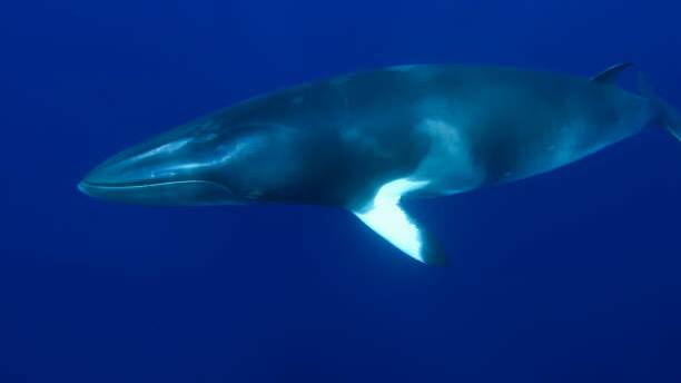Dwarf minke whale. Picture file