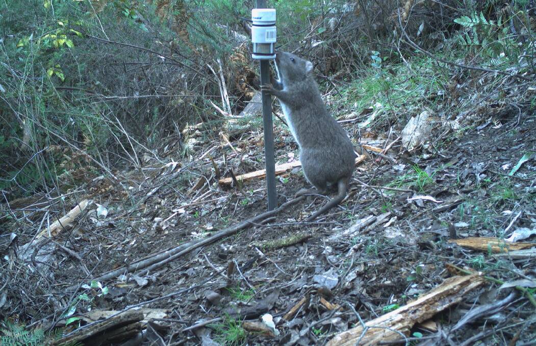 The long-footed potoroo can easily be confused with the long-nose potoroo which can still be found in some areas of the NSW South East. Picture supplied by DELWP 