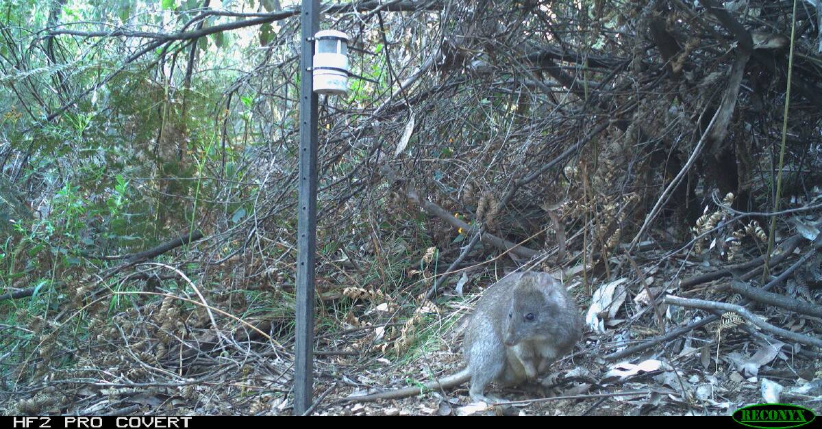 Victorian Department of Environment captures photos of long-footed potoroo. Picture supplied by DELWP