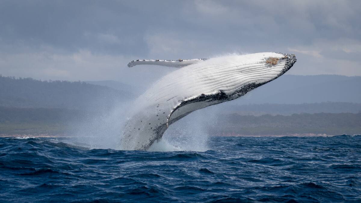 Humpback whales have been coming to feed in big numbers across the Sapphire Coast. Picture by Sapphire Coastal Adventures