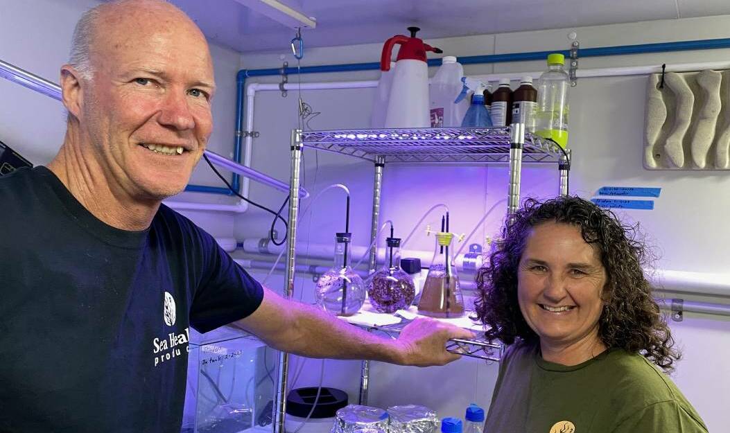 By trial and error, marine scientist Jo Lane of Sea Health Products and her husband Warren Atkins, a commercial air-conditioning and refrigeration mechanic, have worked out how to create a kelp seed bank using kelp's reproductive tissue in their temperature-controlled lab in Tilba Tilba. Picture by Marion Williams.