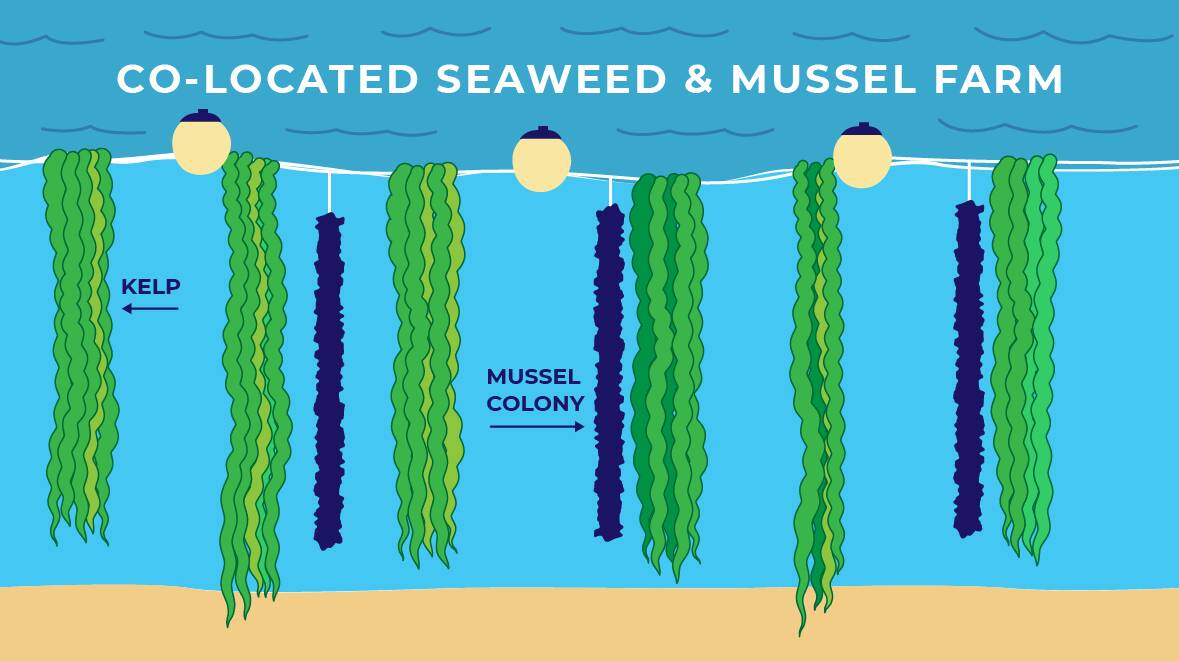 Proposed illustration of co-located seaweed and mussel farm. Image courtesy Blue Economy CRC.