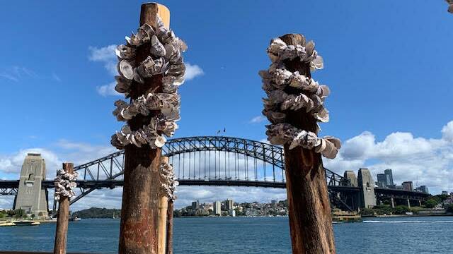 Narooma Oyster Festival oyster shells feature at Sydney Opera House 50th anniversary. Narooma Oyster Festival will be held May 3-4, 2024, with tickets on sale February. Picture supplied