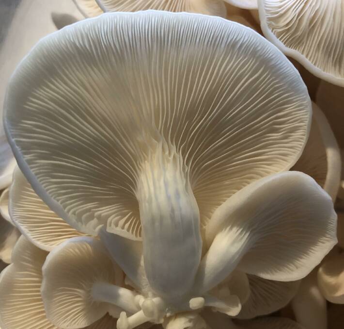 White oyster mushroom with delicate fan-shaped gills grown at Central Tilba. Picture supplied.