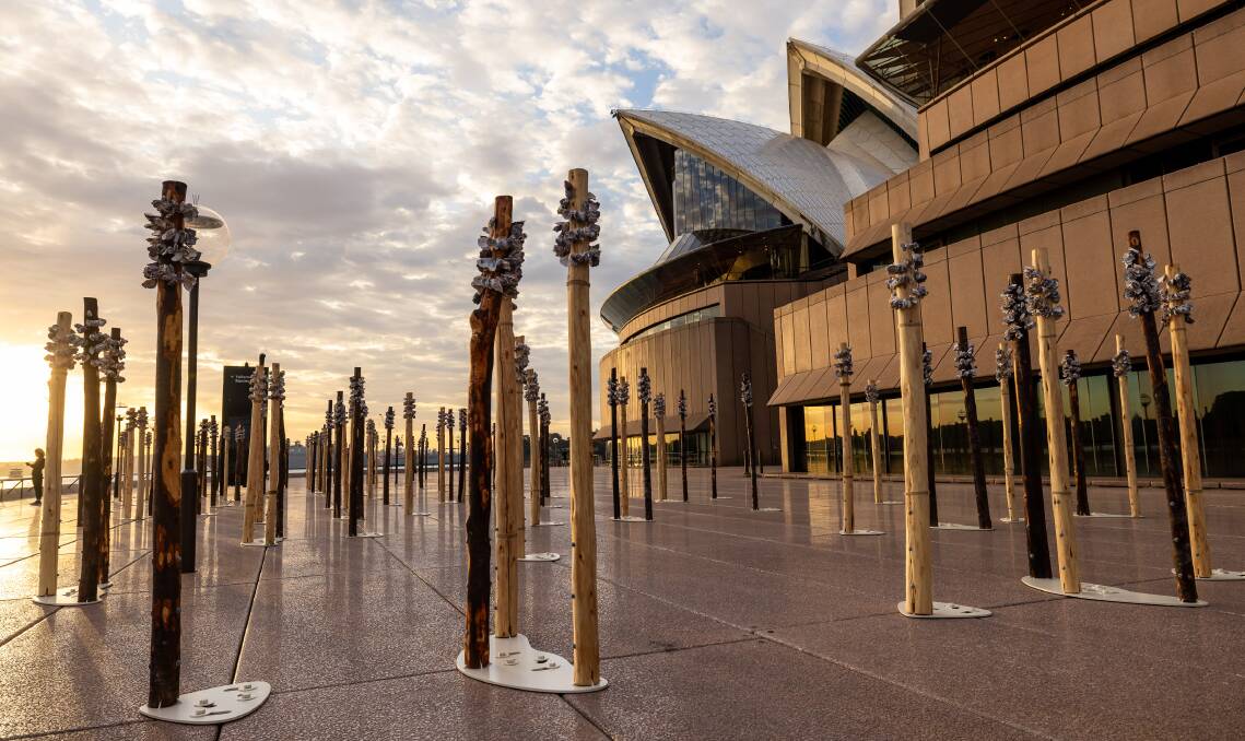 On the northern boardwalk of the Sydney Opera House precinct, First Nations artist Megan Cope has made an installation with oyster shells clinging to 200 timber poles. She used around 85,000 oyster shells to make the three large-scale works. Picture by Daniel Boud