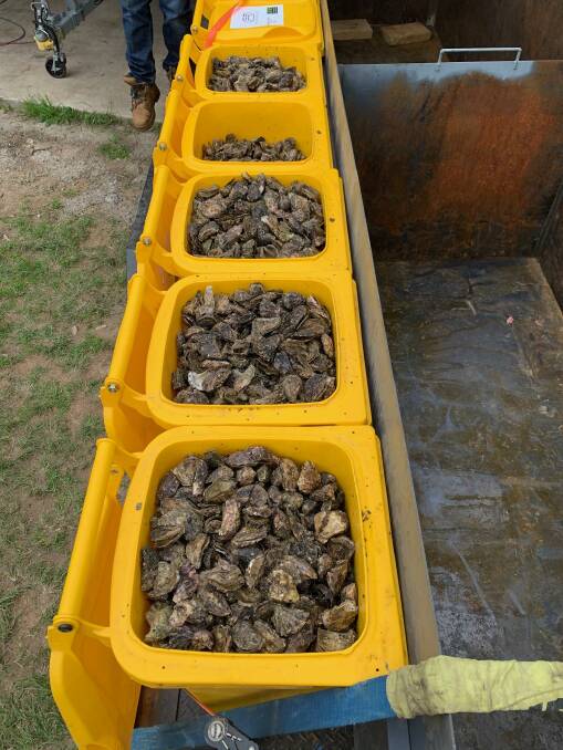 Local oyster shell waste used by Food Recycle in poultry feed as they require grit. It replaces up to 5 per cent of the feed from mined materials like limestone currently used in poultry feed. Picture supplied