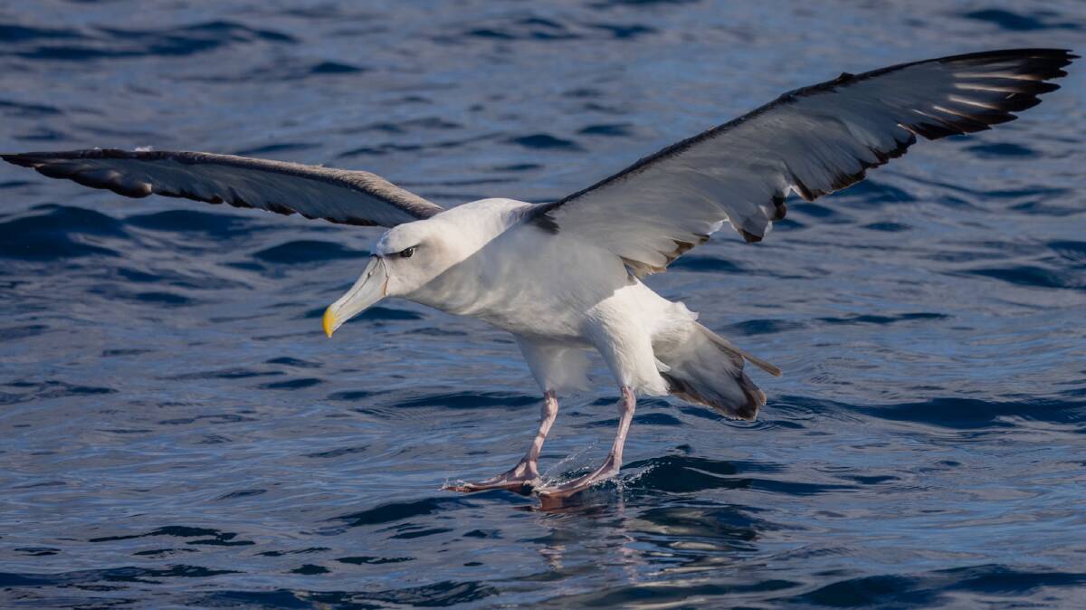 A yellow-billed albatross; one of the many creatures whale-watchers might have the added bonus of catching during tours. Picture supplied by Sapphire Coastal Adventures. 