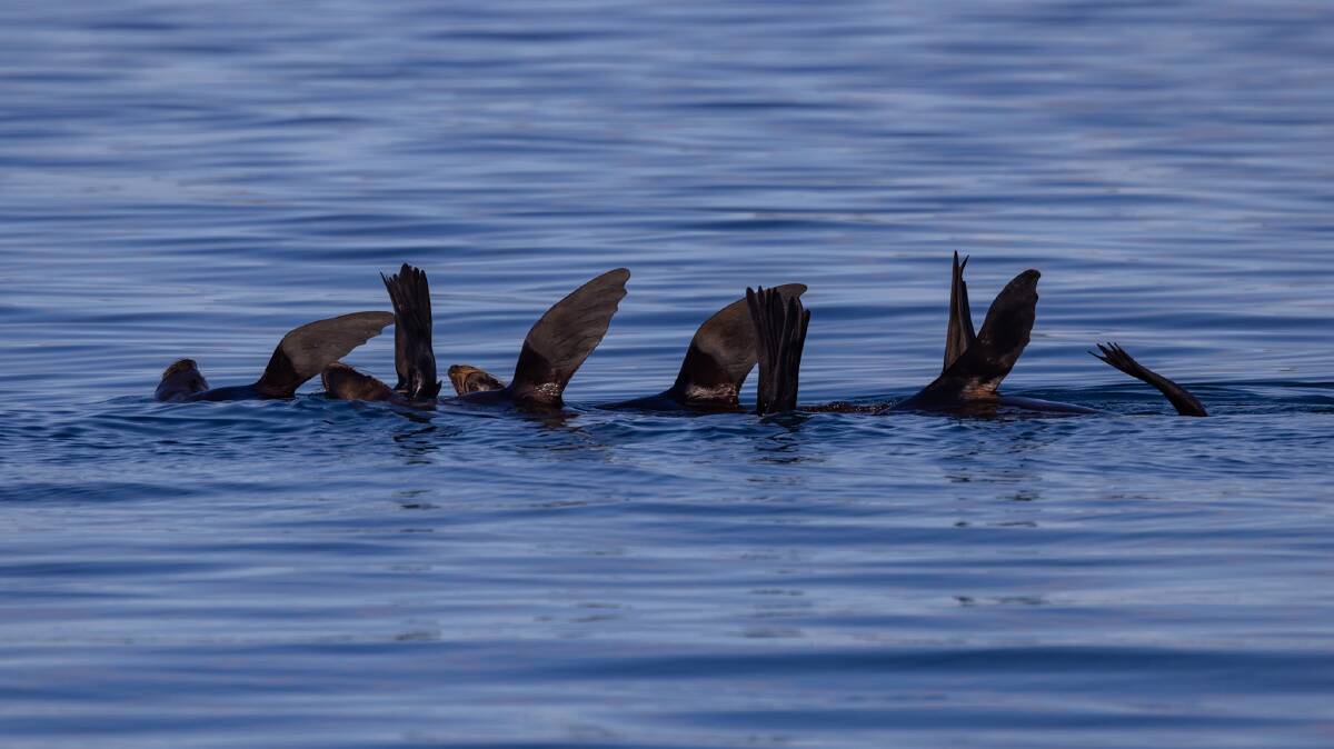 Some synchronised seals snapped during a recent whale watching tour. Picture supplied by Sapphire Coastal Adventures.