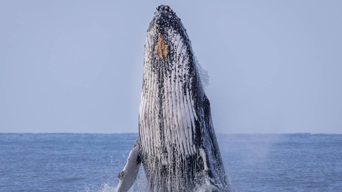 The humpbacks put on a magnificent show for their audiences. Picture supplied. 