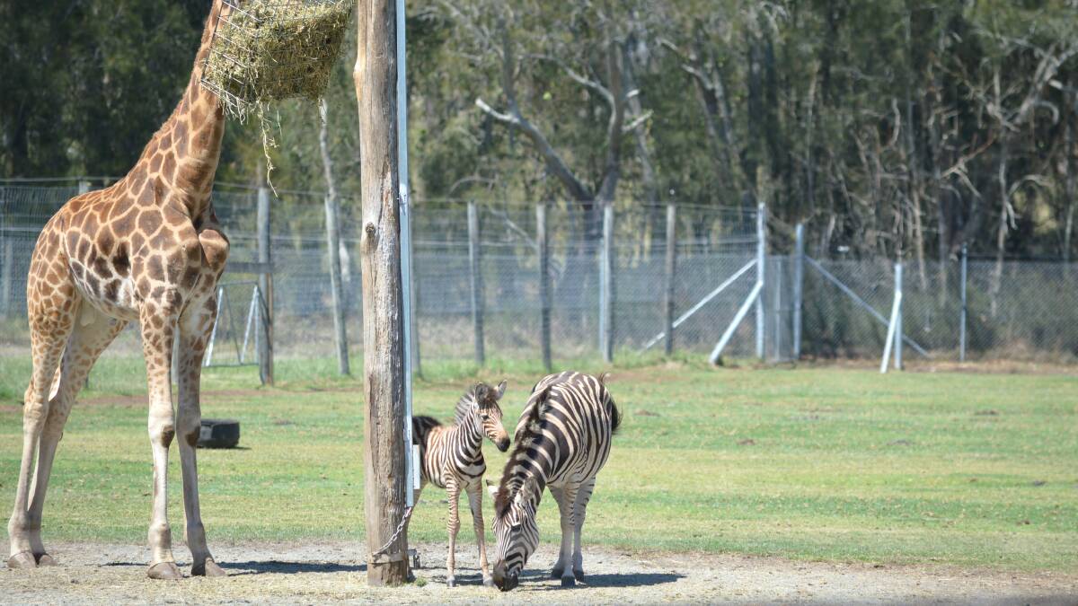 The zebra herd often share paddocks with giraffes at Mogo Wildlife Park.
