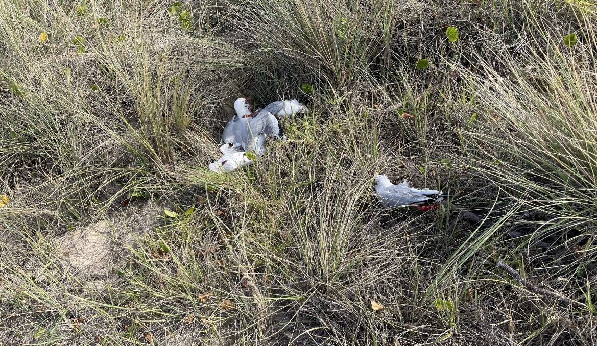 Eight silver gulls were discovered either dead or sick on Surf Beach on August 17.