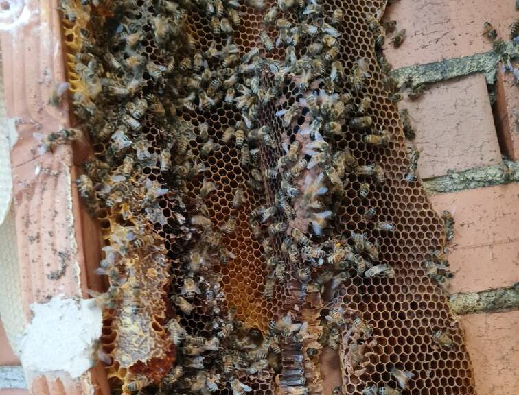 Some of the honeycomb within the cavity of the wall. Picture supplied
