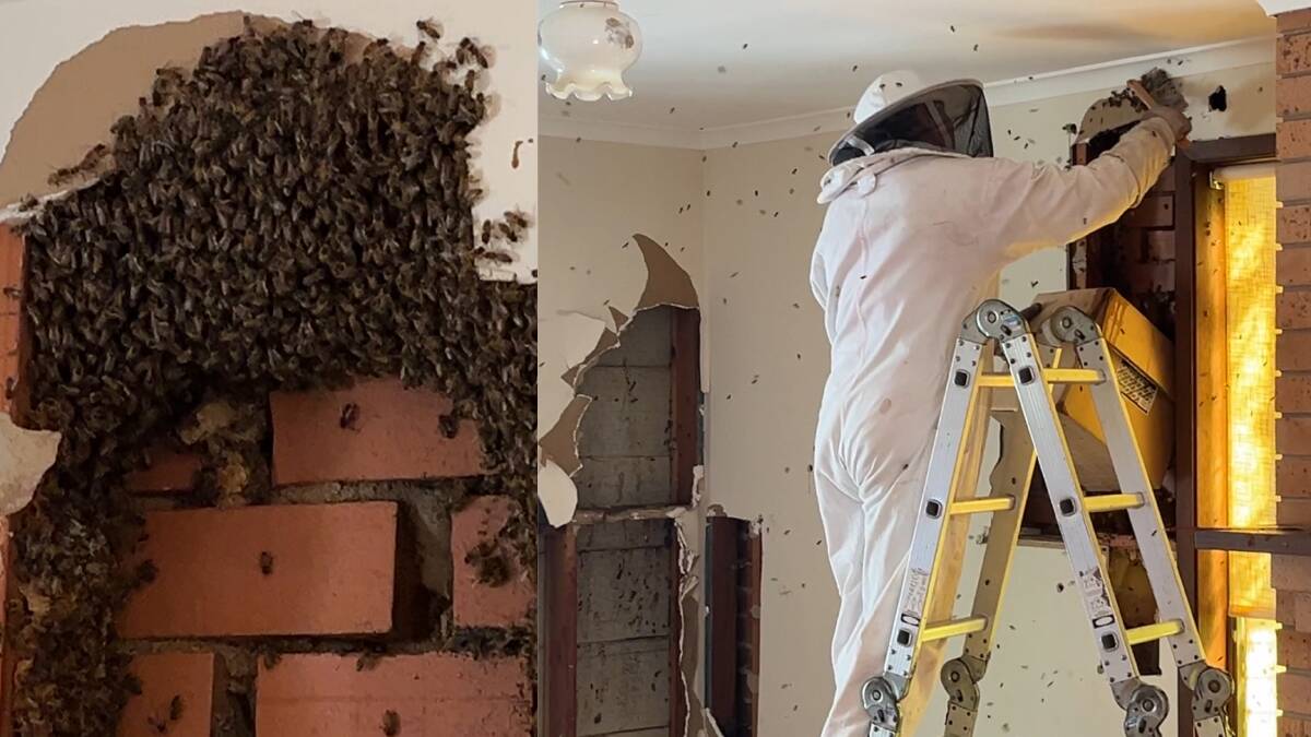 Phillip Innes removed bees from a home on the Far South Coast using an array of tools and hives. The black dots surrounding him were bees after being aggravated during extraction. Pictures by James Parker
