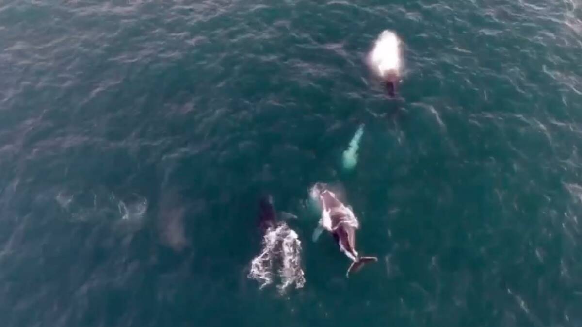 Still from video footage captured by Terry Dixon from Oceanspray Photography of humpback whales.