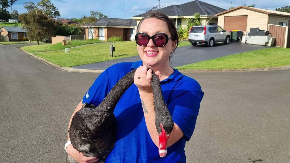 The South Coast branch of Australian Seabird and Turtle Rescue also see a number of herons, oyster catchers, cormorants, lapwings and black swans requiring help. Picture ASTR