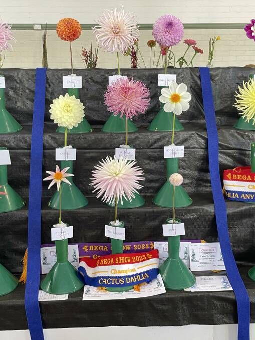 Leonie Venables' display of nine different dahlia types impressed the judges. Picture by Sam Armes