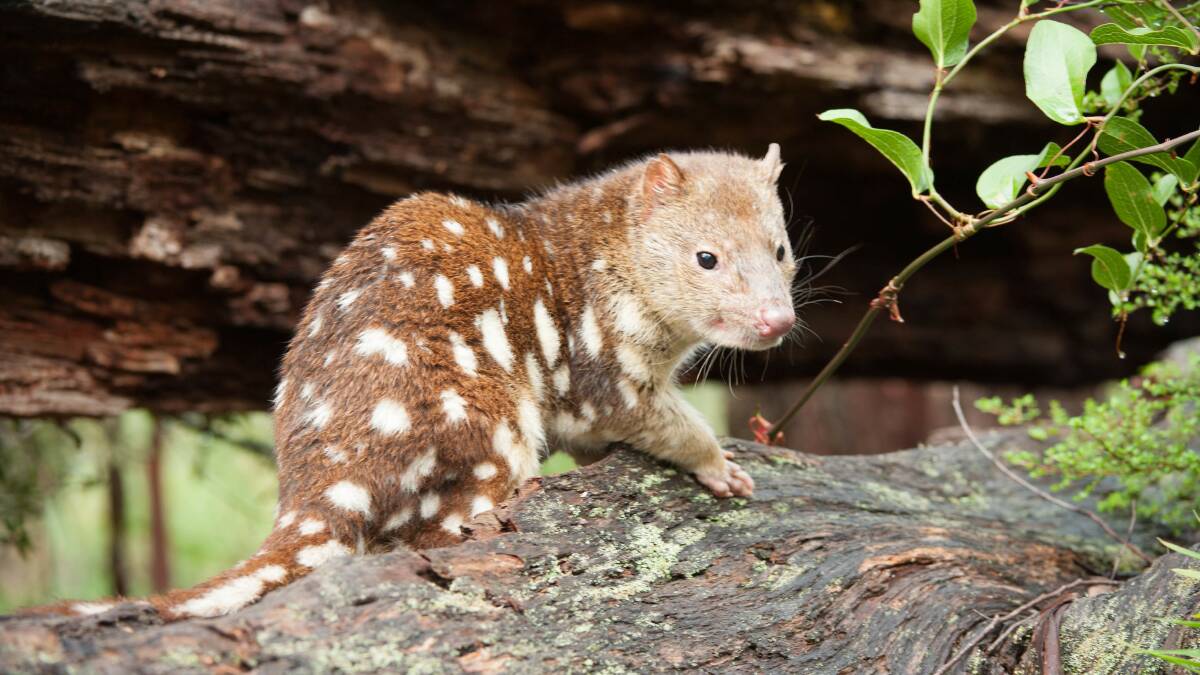 Spotted-tailed quoll, Dasyurus Maculatus. Picture by J Evans