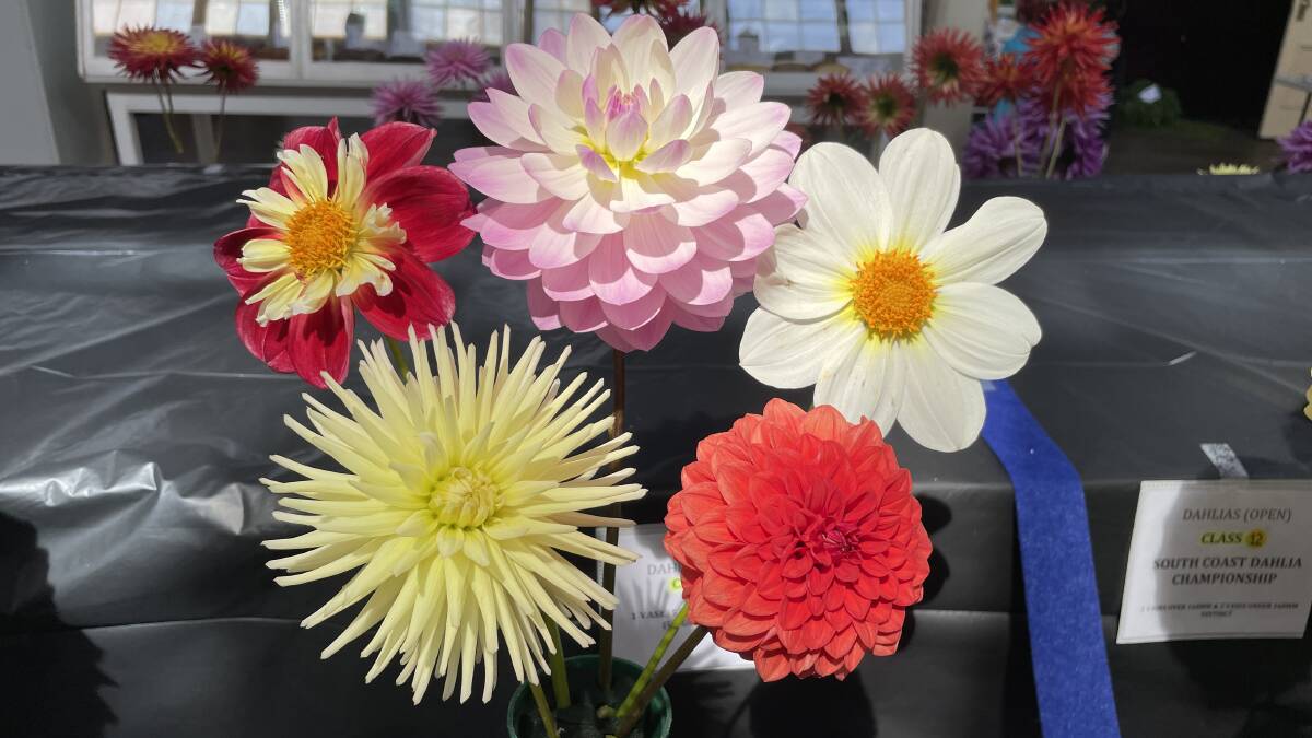 Displays of dahlias are a highlight of the 149th Bega Show, which is also hosting the NSW/ACT State Dahlia Championships. Picture by Sam Armes