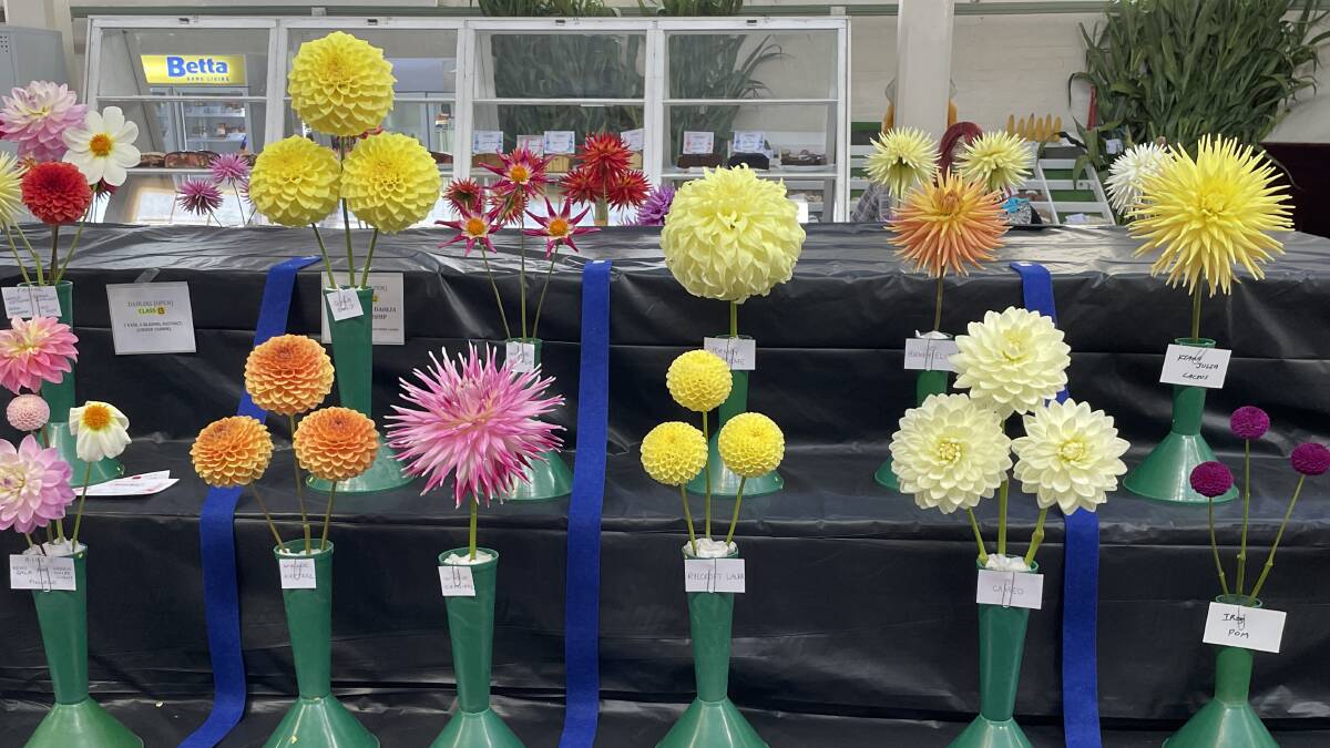 Dahlias on display at the 2023 Bega Show. Pictures by Sam Armes