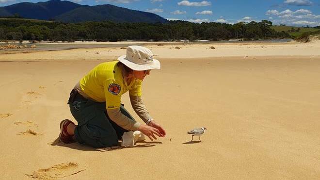 Hooded plovers are listed as critically endangered in NSW. Picture supplied.