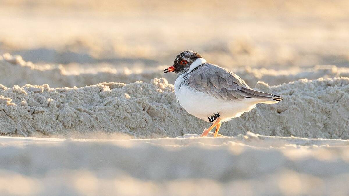 A rare hooded plover born in Eurobodalla National Park has travelled more than 850km in seven months, spotted in Broadwater National Park. Picture supplied