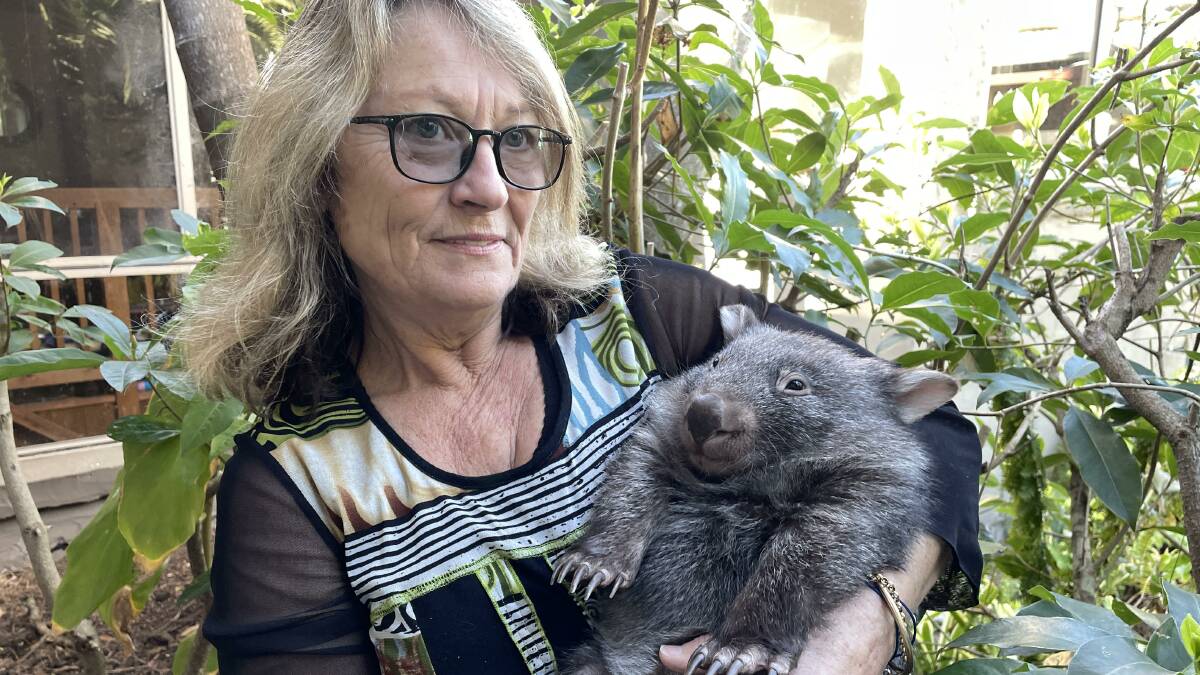 WIRES carer and rescuer Karen Hopkins with one of the wombats found at Eden. Picture by Denise Dion