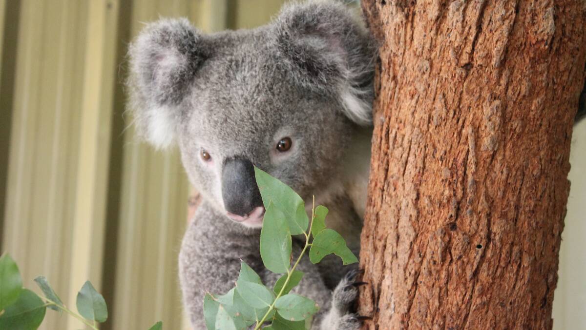 Koalas are vulnerable
