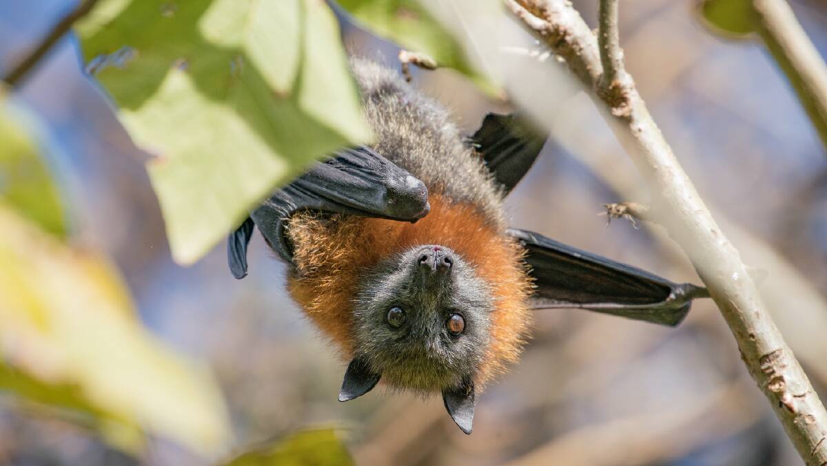 A grey-headed flying fox. Picture file