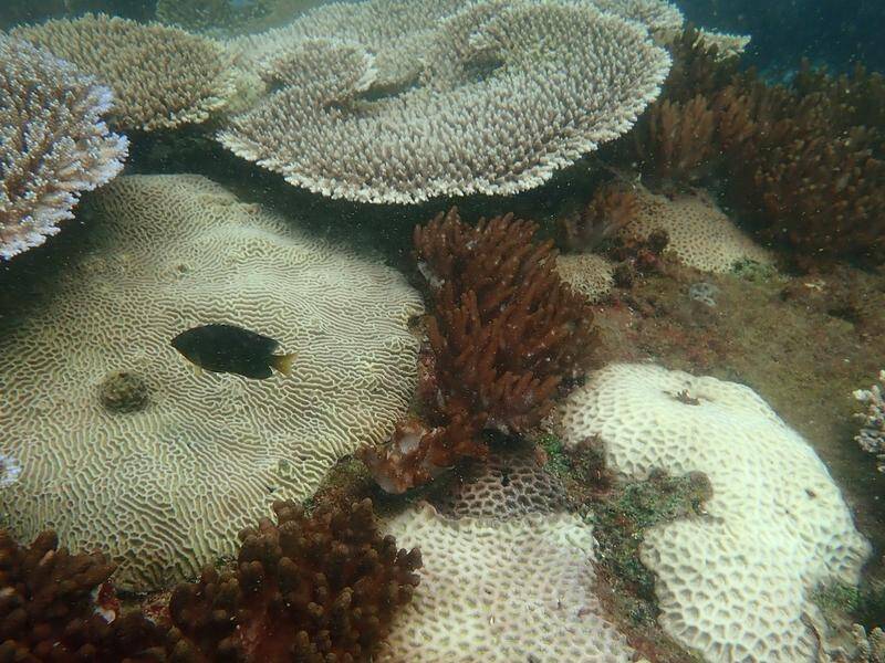 The first signs of severe coral bleaching this summer have been found around the Keppel Islands. (HANDOUT/JAMES COOK UNIVERSITY)