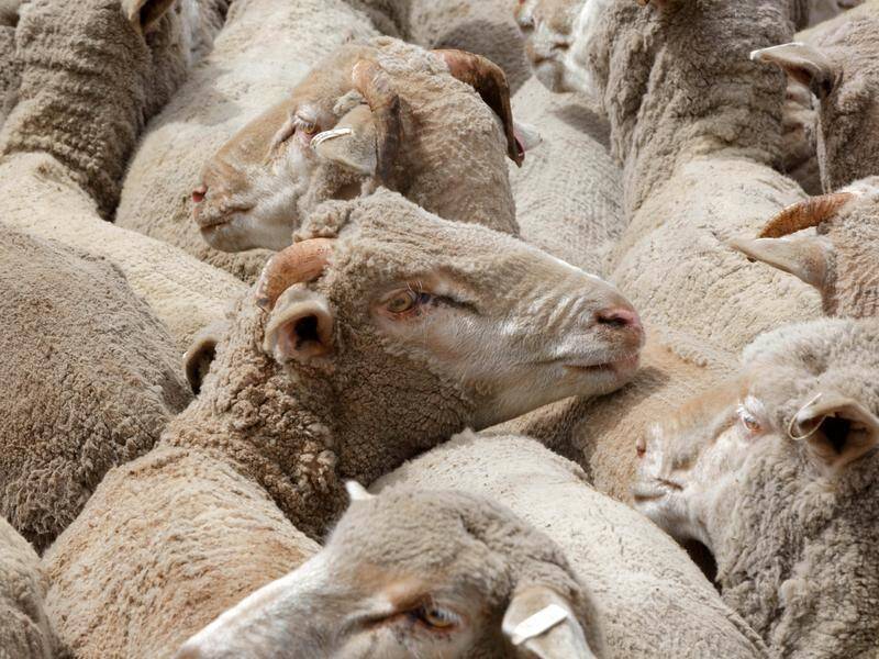 Australia will end live sheep exports via sea by May 2028 after legislation passed the Senate. (Trevor Collens/AAP PHOTOS)